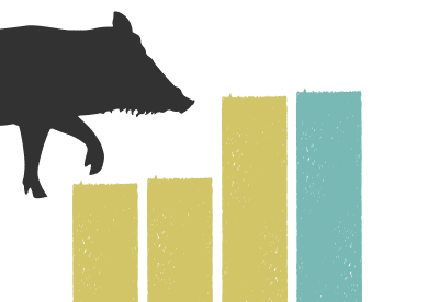 A wild boar next to statistics about the rise in sightings